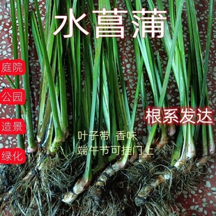 Wild Fresh Water Calamus Seedlings Potted Green Plants Four-Season Hydroponic Plants Fragrant Calamus Purify Water Quality Bad Calamus Dragon Boat Festival