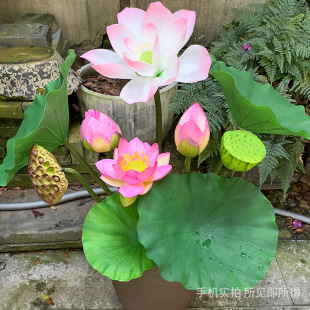 �S�����l����ɻ�ɏ��������~����ʽ�Ҿӷ����b��쾰�ٺɻ�ɏ��