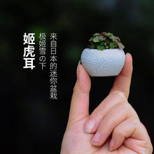 日本迷你 微型植物 姬虎耳 姬虎耳 办公桌盆栽微盆景 可室内养