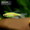 Butterfly Green Apple Zebrafish living thing Tropical Ornamental fish Aquarium Pets Shoal of fish Fish Mixed culture fishing ground wholesale