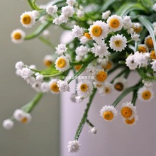 �y���շN�ӷ��㻨�ѿɸ��л����⻨�@�҃��̨���Դ��ﲥ�N�F؛