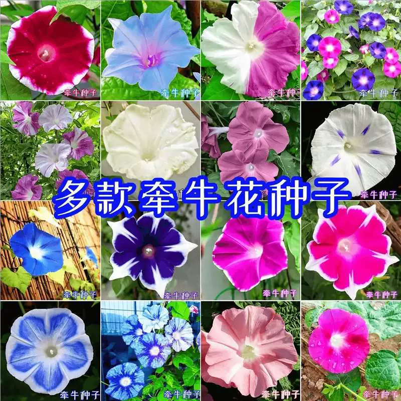 Семена вьющихся раненок, крупные семена раненок, семена вьющихся цветов петунии, четырехсезонное посевное горшечное растение