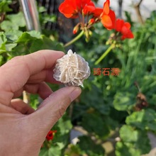 天然沙漠玫瑰原石矿物标本摆件鱼缸盆景石造景收藏教学奇石矿标