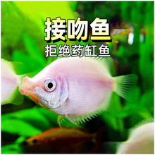 �����~��Ⱥ�~�H���H�Hkiss�~�Ꭷ�^�p�~�Ꭷ�~ˮ��ݸ�С�͵�ˮ�~