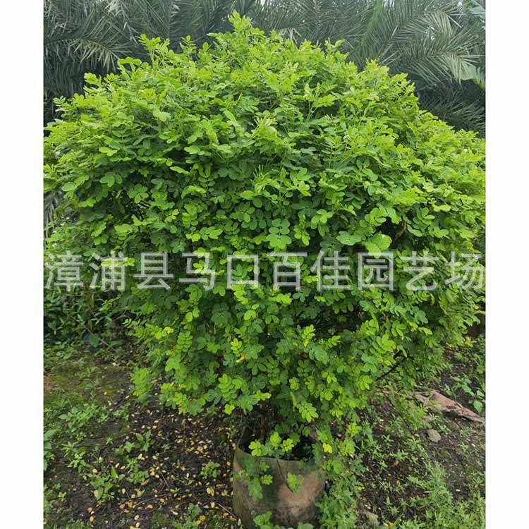 ˫�л��򣨸�120��130����120&a