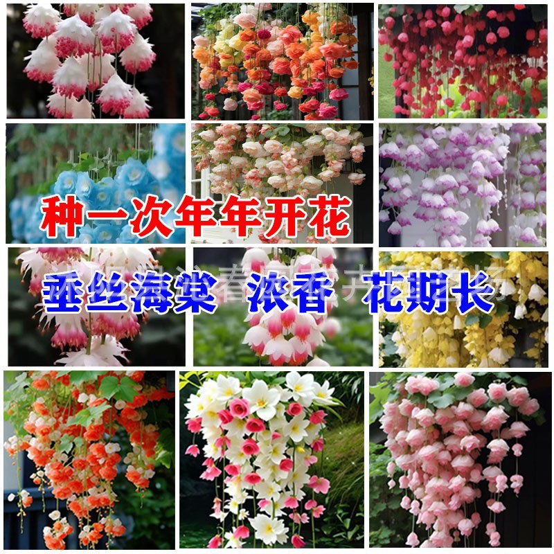 垂丝海棠花种籽子易活四季种开播种开花室内室外植物花卉爬藤植物