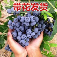 {ݮشϷNֲW᠖{ݮ{ݮ玧ľ