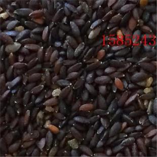 �G��N�ӽ�����ɢ�b�����߲˷N��ș�ķN�Ӽ����ļ��Nֲ