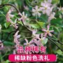 植物四季室内外庭院花卉