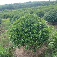 大量供应无刺枸骨球 萧山基地直销绿化工程园林别墅各种规格品种