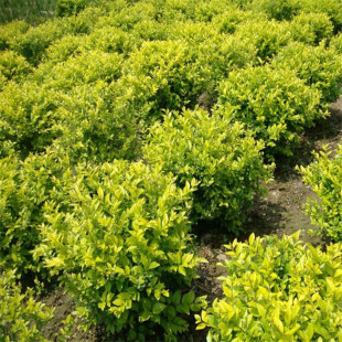 Bright Privet Ball Courtyard Greening Four Seasons Evergreen Cold-Resistant Small Leaf Privet Ball Seedlings Golden Leaf Privet Golden Grass Privet Ball