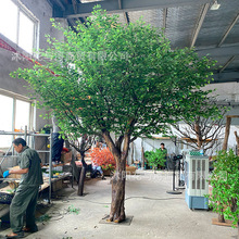 �����Ř���ͼ٘��S�Ƶ��҃����쾰�����Gֲ�b�c��������