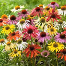 草原松果菊种子草花种子乡村花海花籽景区紫松果菊花种