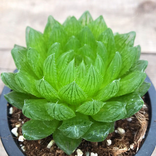 ˮ¶ײͶֲMֲԷNðl؛躬