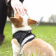 Dog Leash Large Medium Small Dog Vest Chest Strap Dog Chain Rope Pet Dog Walking Teddy Cat Supplies