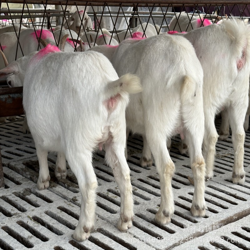 Hebei White Goat Farm Sells a Large Number of Goat Seedlings, White Goats, Pregnant Sheep, Breeding Rams, and a Hay Cutting Machine