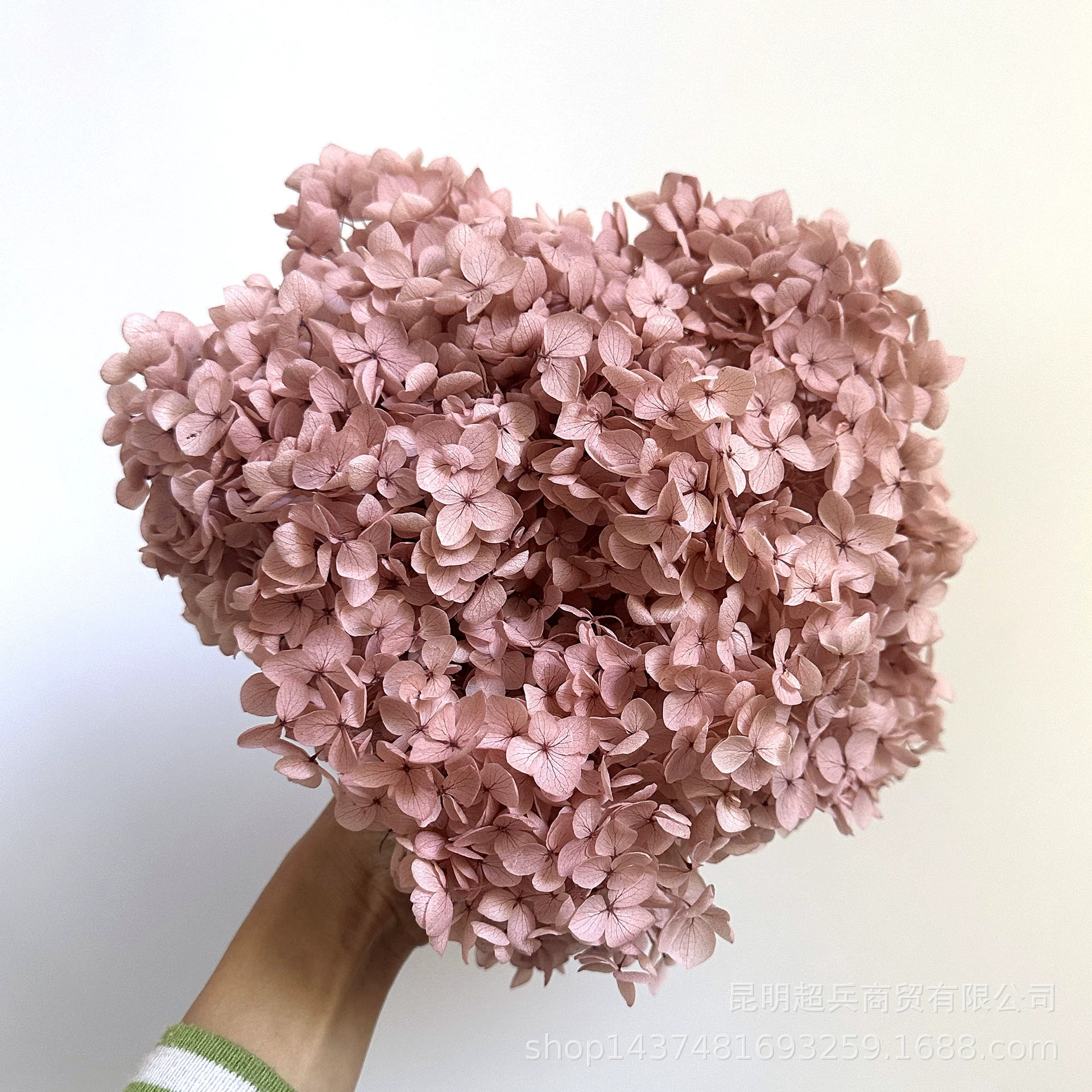 [Вечная Life Flower Hydrangea] Анна Градиентный цвет Лист Hydramid Книга цветов оптом DIY цветочная коробка материал для просмотра