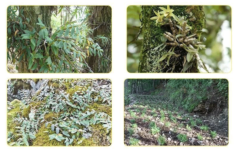 Tie Pi Shi Hu Dried Dendrobium Stems 500g for Tea and Soup key features