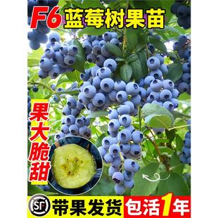 F6�{ݮ������ļ�������{÷�籡���܇�������ϱ����̨�Nֲ����