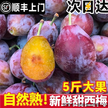 ��÷�r�������rˮ�������������ӷ��m�������{�۴���÷�r��Y��