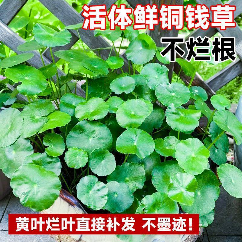 Money Grass Hydroponic Plant for Attracting Wealth, Office Desktop Potted Money Grass, Green Plant in Water, Real Grass, Oxygenated Aquatic Plant Money Grass Hydroponic Plant for Attracting Wealth, Office Desktop Potted Money Grass, Green Plant in Water, Real Grass, Oxygenated Aquatic Plant