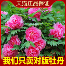 一件代发品种牡丹花苗重瓣大花苗盆栽庭院阳台花卉四季开花带芽根