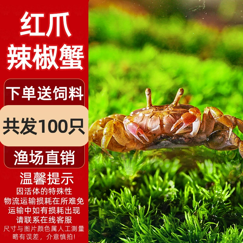 Миничилийсковая жареная крабовая ornamental Fish Hermit Crab Подводная маленькая водорослеедка Малый Краб Романтическая креветка