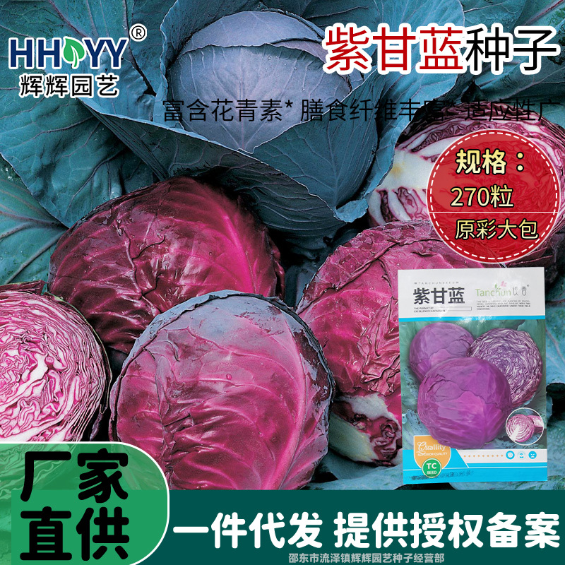 紫甘蓝种子包菜种紫色红圆白菜种子大田盆栽庭院四季蔬菜种子籽