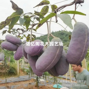 ���¹�����ɫ����ը�����~ľͨ���۹Ϲ��箔��Y��ͥԺ���ٹ�����