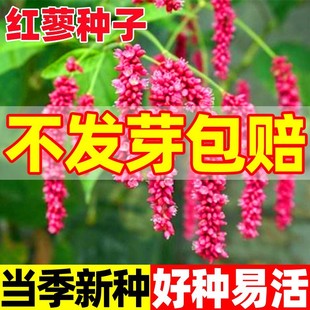 �tޤ�N�Ӗ|���t�ݷN���в�șֲ��|��ޤ�Ѵ�tޤ�����^�p��������