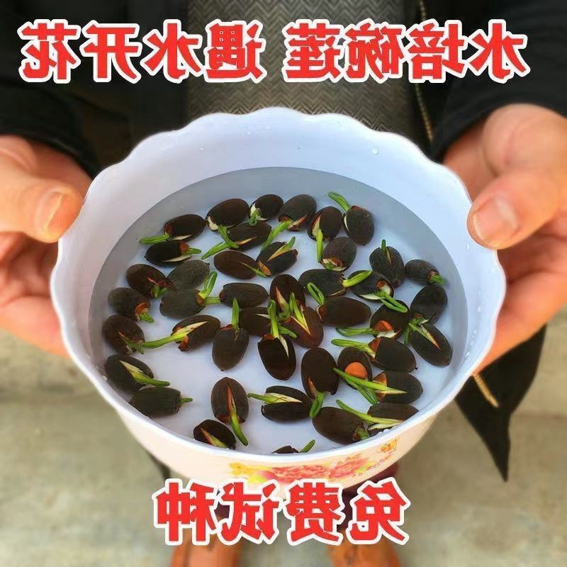 四季开花盆栽碗莲种水培植物睡莲荷花种水生水养室内绿植花卉