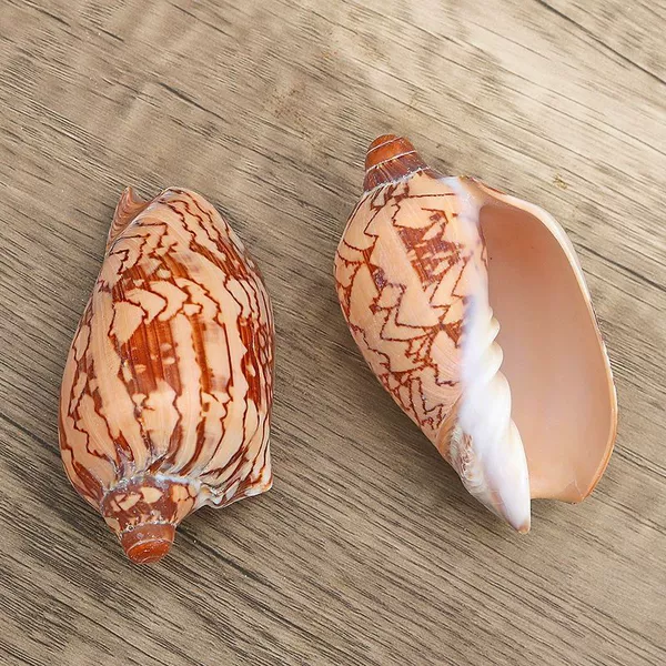 1 piece of landscape snail 6-8 cm