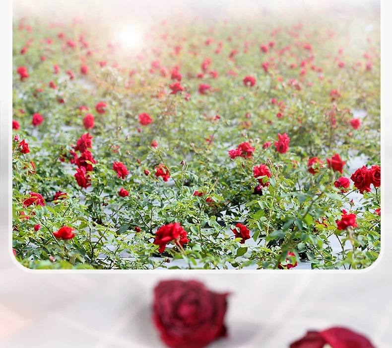 Yunnan Freeze Dried Dark Red Rose Flower Tea Dried Rose Buds One Bloom Per Cup 100g key features