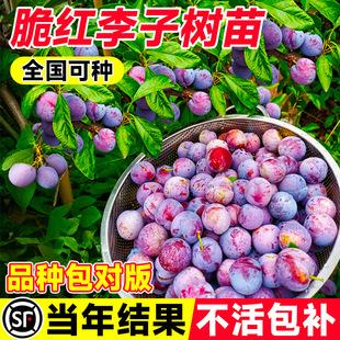 ����t���Ә������������Ե������A������Ʒ�N�ش�̖�ϱ����Nֲ