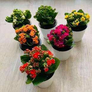 Flowers Bloom in All Seasons, Green Plants, Florals, Potted Plants, Indoor Longevity Florals with Buds, Easy to Live and Easy to Grow Bonsai