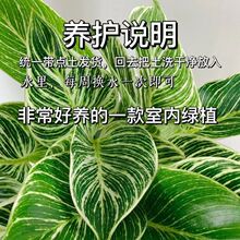 �K�������ˮ���ļ����Bֲ����~��荾G����ˮ�B�����՚���˾Gֲ