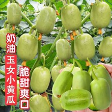 ����С�S�ϷN�ӽ�ͯ��Ůˮ�������S�ϷN�����߲˷N�Ӵ�ȫ�̨����