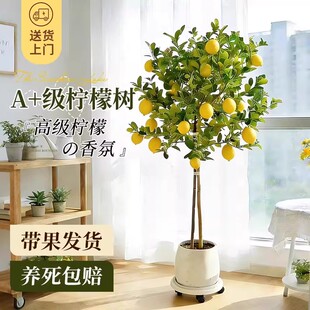 �ļ���ˮ���ʘ����Ԏ�����ʳ����լ�Gֲ�҃ȴ���ֲ��͏d�̨���B