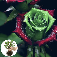 KmtGõϘļ_󻨝̨ͥԺֲ