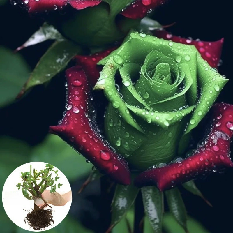 Саженцы шотландских красных и зеленых роз, старые цветочные кусты, цветут в любое время года, в горшках на балконе и во дворе посажены большие цветы и сильный аромат.