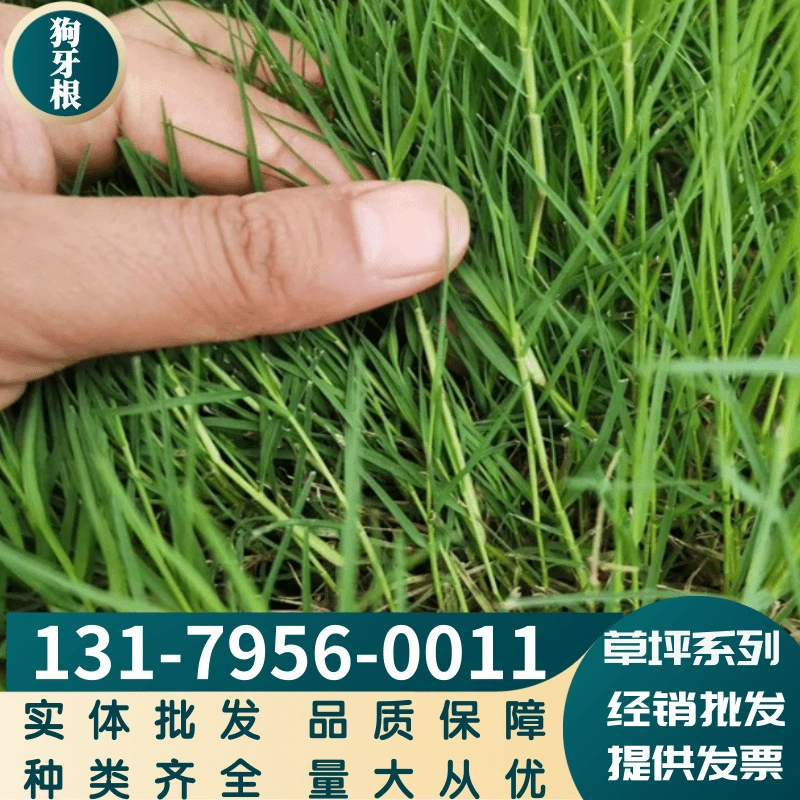 Семена бермудаграса, вечнозеленые четыре сезона, защита склонов без обрезки, райграс, мятлик, термостойкий, засухоустойчивый, семена газонных трав