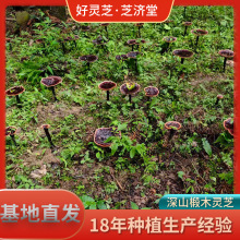 紫灵芝茶不苦礼盒装 独立小包装泡茶 灵芝茶基地直发现货现发