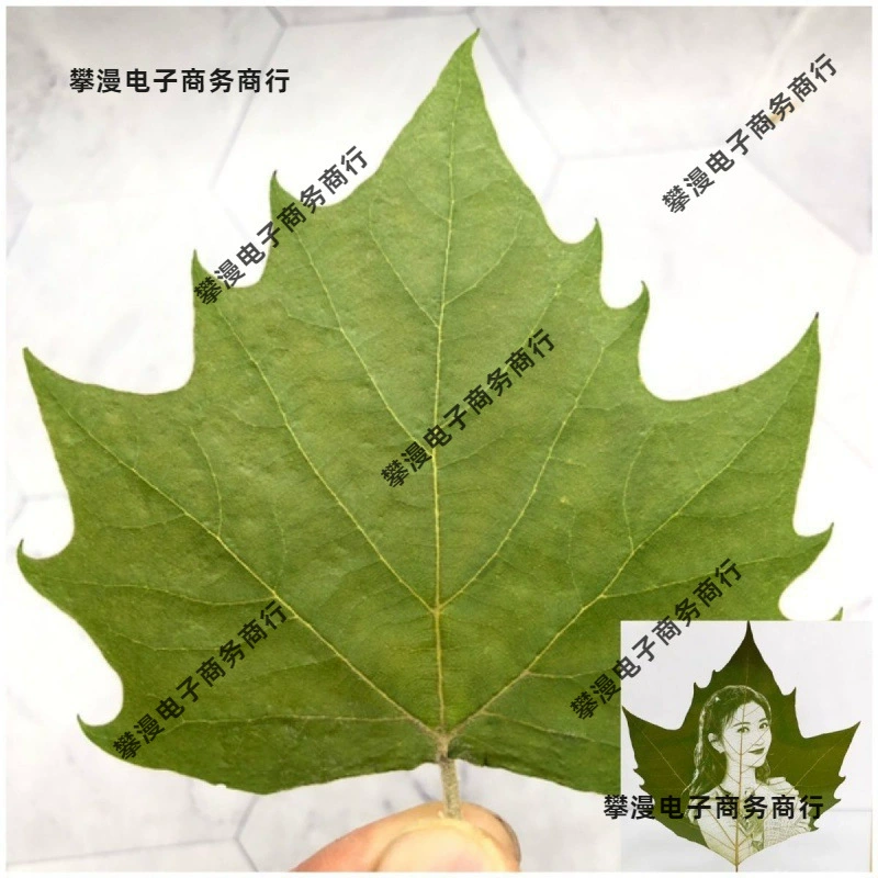 Специальные листья, лазерные листья сикомора ручной работы, сушеные плоские листья, гравированные листья сикомора