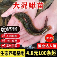 台湾泥鳅苗大活活饵圆鳅鲜活活体喂食观赏鱼台鳅淡水鱼苗大号批发