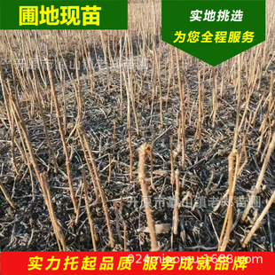 ����ѿ��������l��ɽ�����o�´���ѿС��|������ѿ��֦����ă�