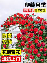 �Nޱ���������ļ������_��ͥԺ���������ٱ���ɳ��ʯ�¼��������l