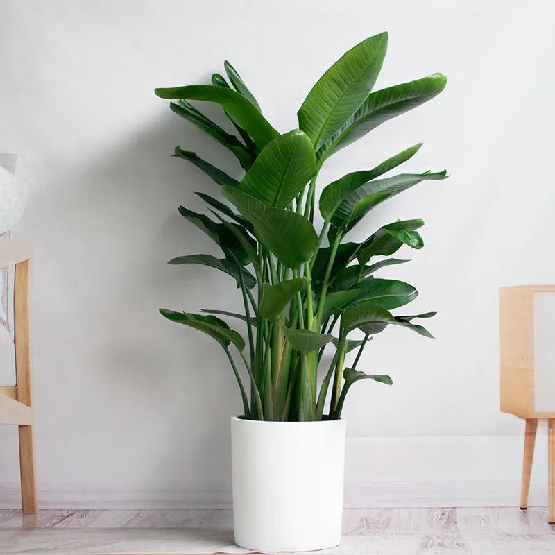 둥근 도자기 분지 포함