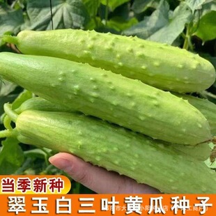 ���~��ˮ���S�ϷN�Ӻ��ຮ��ˮ���S�ϴ����ļ����̨�߲˷N��