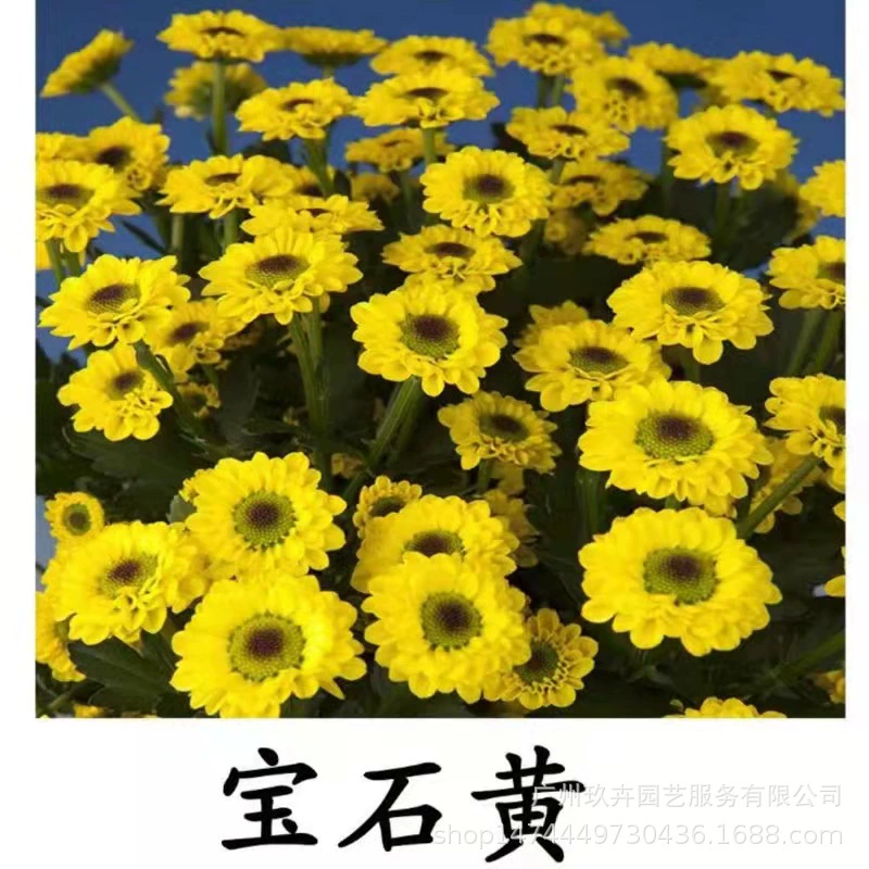 Желтая Хризантема и белая хризантема в горшке растение база Хризантема саженец бронирование горшок почвопокровных рассады Парк двор зеленое растение база прямые волосы