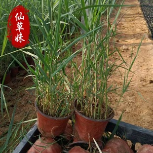 Reed Seedlings Reed Planting Wholesale Emergent Plants Park Pool Water Body Greening Perennial Aquatic Plants